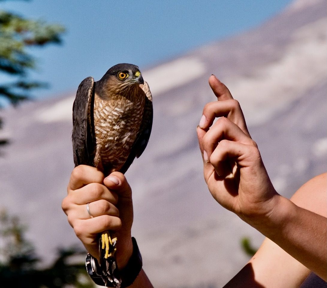 Nicole w Sharp-shinned Hawk - Bonney Butte OR by Kathy and Sam is licensed under CC BY 2.0.